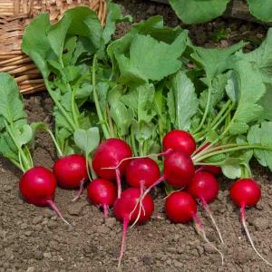 Radis Rond Ecarlate Géant de Würzbourg